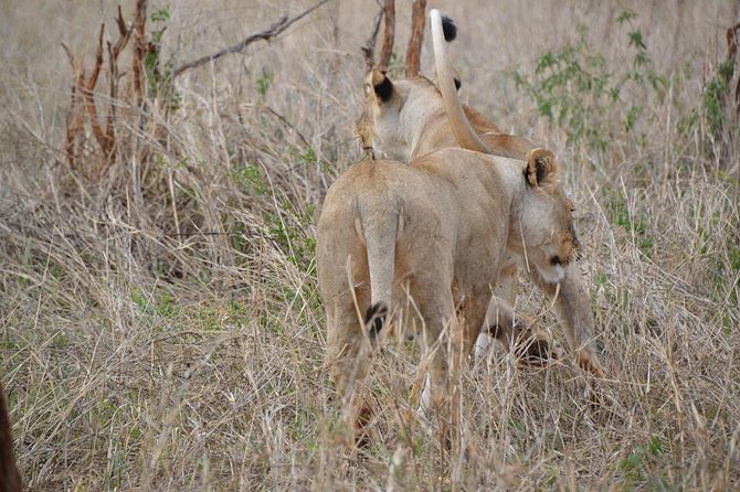 3 Days Mikumi National Park From Zanzibar or Dar es salaam - What animals you should realistically hope to see in Mikumi