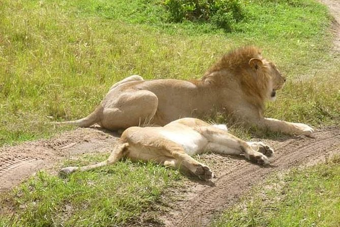 3 Days Mikumi National Park From Zanzibar or Dar es salaam - Safari lodge and meals: the comfort you do not want to think about