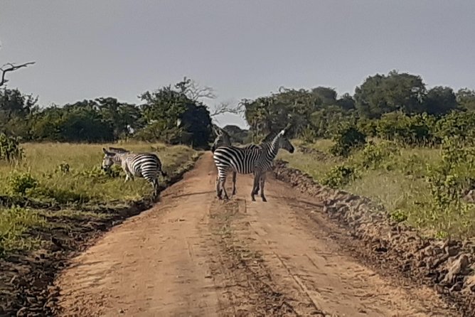 3 Days Mikumi National Park From Zanzibar or Dar es salaam - Price and value: is $870 per person reasonable here?