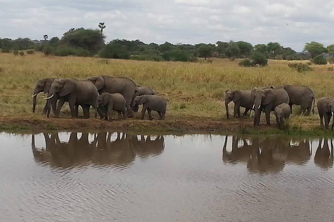 3 Days Mikumi National Park From Zanzibar or Dar es salaam - Day 1: the 6:00 am departure and first wildlife in Mikumi