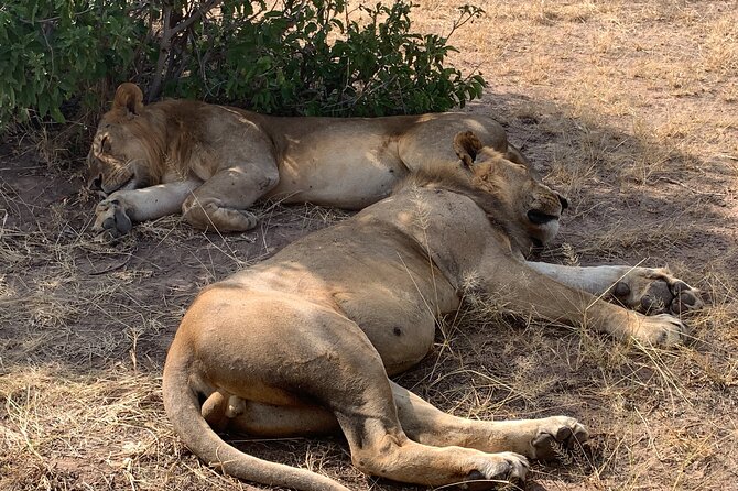 3 Days Mikumi National Park Private Tour - Why Mikumi National Park fits a 3-day plan from Dar es Salaam