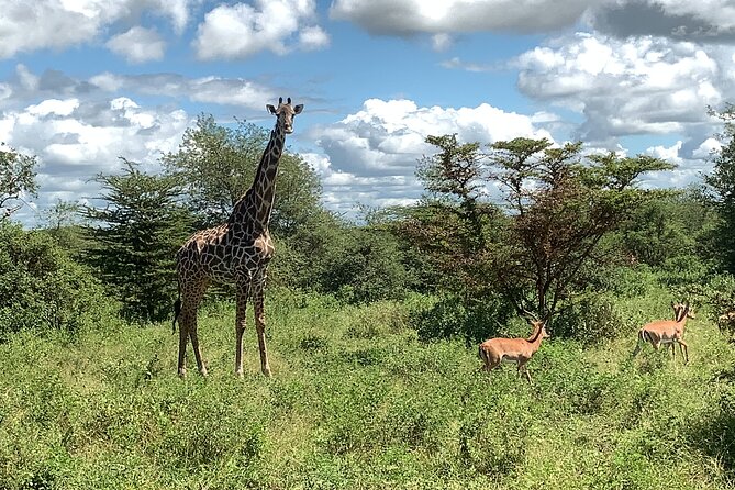 3 Days Mikumi National Park Private Tour - Day 1: a 5:00 AM start, a long drive, then evening game drives
