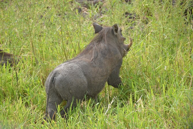 3 Days Mikumi National Park Private Tour - Wildlife viewing: how this schedule targets big cats, hippos, and crocodiles