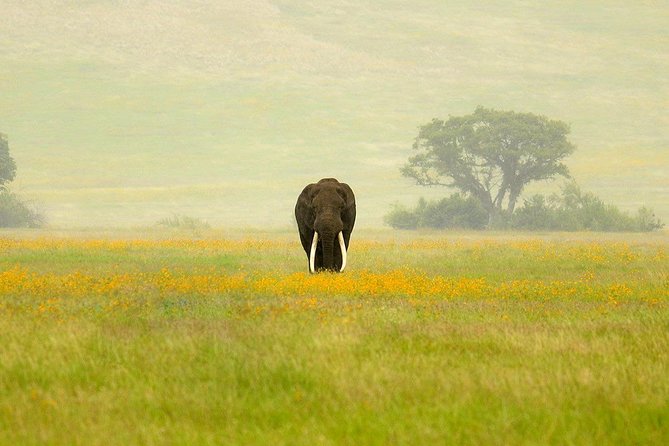 3 Days Northern Tanzania Adventure Camping Safari - Morning in Tarangire: baobabs, acacia woods, and elephant concentration