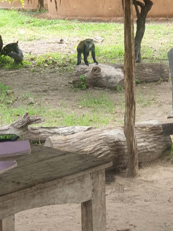 3 DAYS NYERERE NATIONAL PARK FROM ZANZIBAR BY FLIGHT. - Day 2: Masai village visit in the morning, Rufiji sunset boat safari later