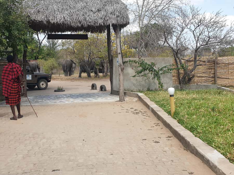 3 DAYS NYERERE NATIONAL PARK FROM ZANZIBAR BY FLIGHT. - What makes this safari plan work: the guide, the vehicle, and the search strategy