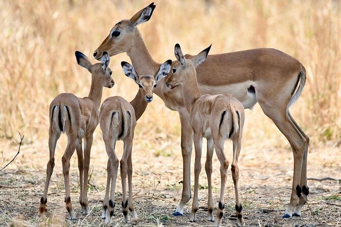 3 Days Nyerere National Park Safari (Selous Game Reserve) - Key things that make this safari worth your time