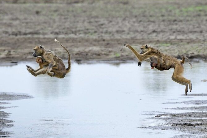 3 Days Nyerere National Park Safari (Selous Game Reserve) - Day 2: a full 10-hour game drive in Selous Game Reserve