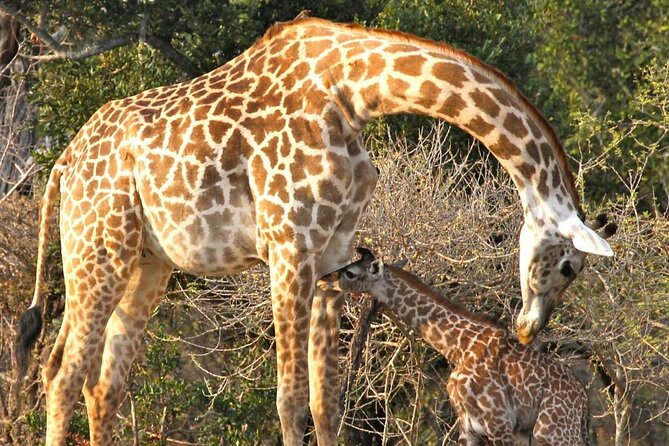 3 Days Nyerere National Park Safari (Selous Game Reserve) - Day 3: walking safari with an armed ranger in the bush