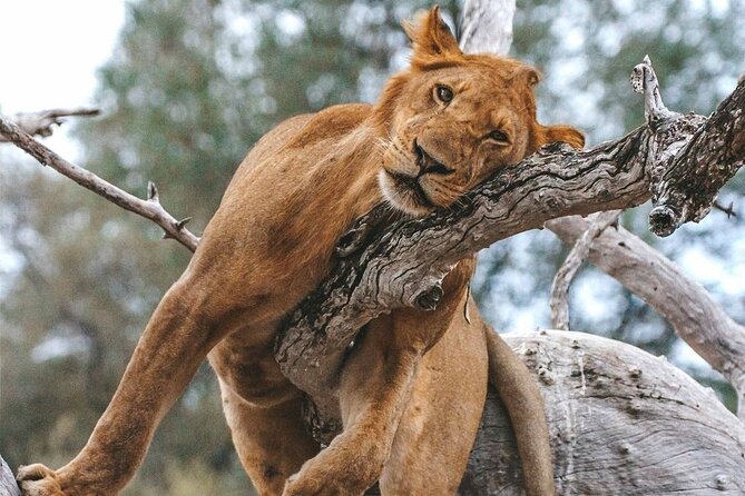 3 Days Nyerere National Park Safari (Selous Game Reserve) - Price of $780: how to judge value for this kind of safari