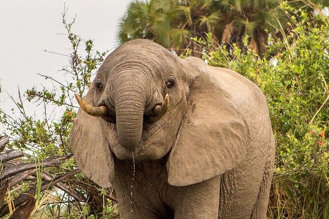 3 Days Nyerere National Park Safari (Selous Game Reserve) - Getting to the safari: Dar es Salaam start and a 6:00 am day