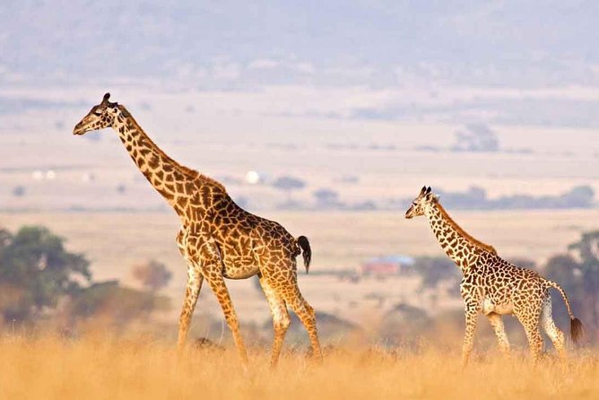 3 Days of Camping Bliss in Serengeti and Ngorongoro Crater - Day 1: Afternoon Serengeti game drive and a first night under canvas