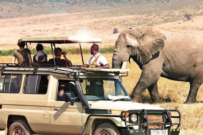 3 Days of Camping Bliss in Serengeti and Ngorongoro Crater - Day 2: A full day in Serengeti, from plains to acacia edges
