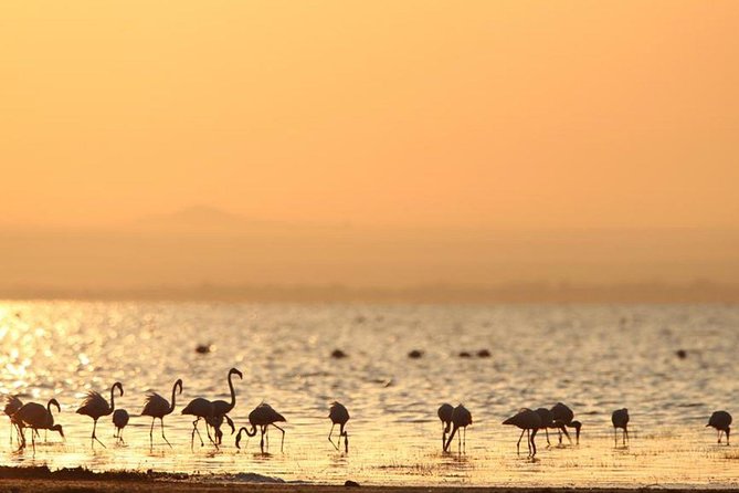 3 Days of Camping Bliss in Serengeti and Ngorongoro Crater - Day 3: Ngorongoro Crater descent, crater lunch, then back to Arusha