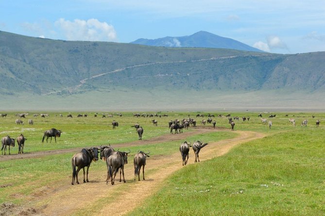 3 Days of Camping Bliss in Serengeti and Ngorongoro Crater - The vehicle setup, and why it helps you see more