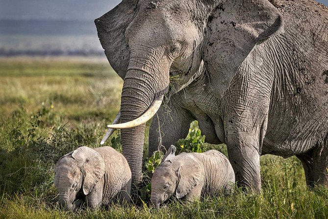 3 Days of Camping Bliss in Serengeti and Ngorongoro Crater - Price and value: is $840 fair for what you get?