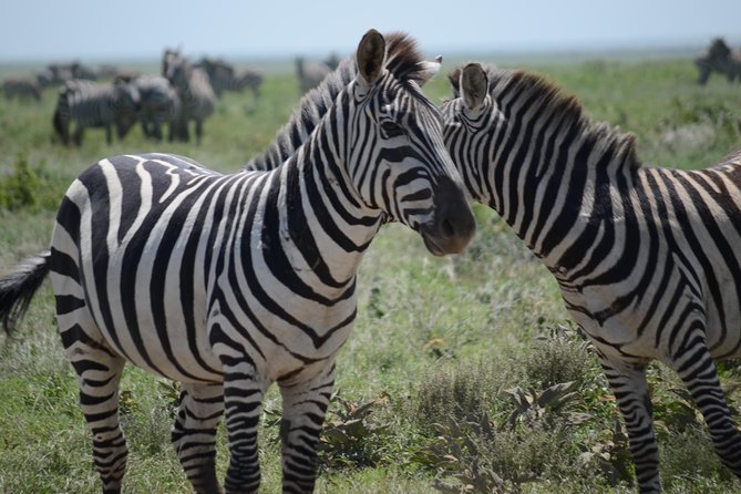 3 Days private safari Tarangire ,Ngorongroro crater &Manyara - Day 1 in Tarangire, elephants and Ancient Baobabs (and real predator hunting)