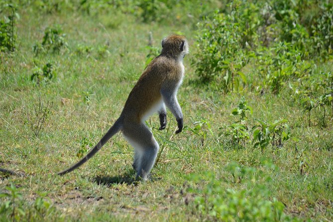 3 Days private safari Tarangire ,Ngorongroro crater &Manyara - Your guide and what the feedback hints about the experience