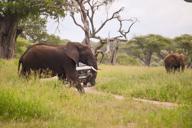 3 Days private safari Tarangire ,Ngorongroro crater &Manyara - Who this 3-park private safari fits best, and who should reconsider
