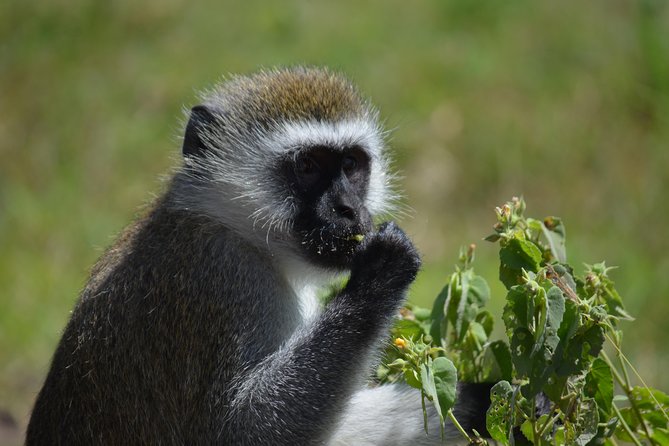 3 Days private safari Tarangire ,Ngorongroro crater &Manyara - Should you book Simbaland Magic Tours for this 3-day private safari?