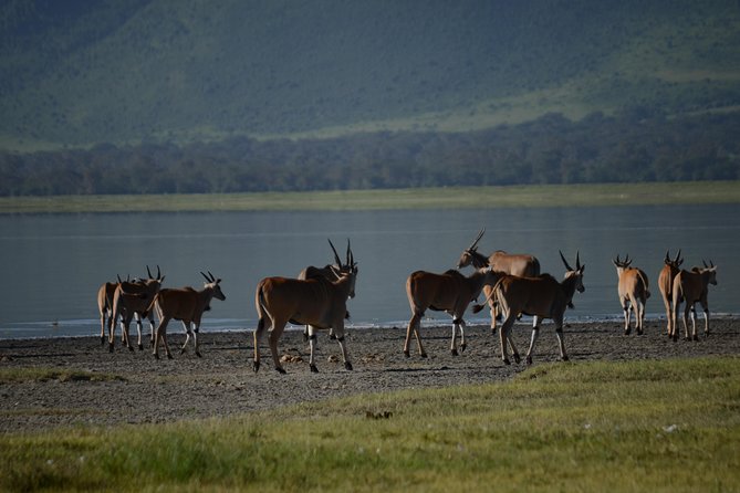 3 Days private safari Tarangire ,Ngorongroro crater &Manyara - Lake Manyara Day 3, flamingos, hippo pool viewing, and hot springs