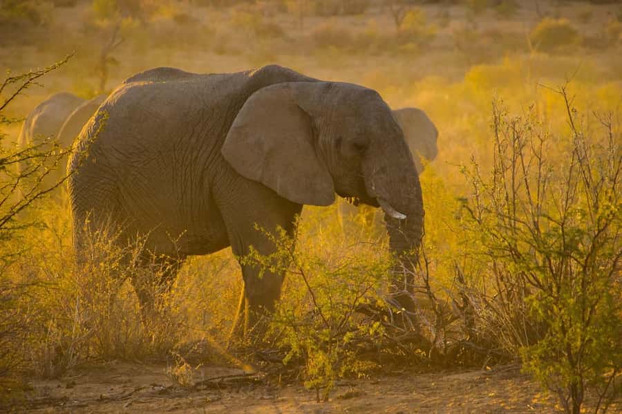 3-Days safari adventure to Mikumi N. Park from Dar-es-Salaam - Key highlights I’d circle before you book