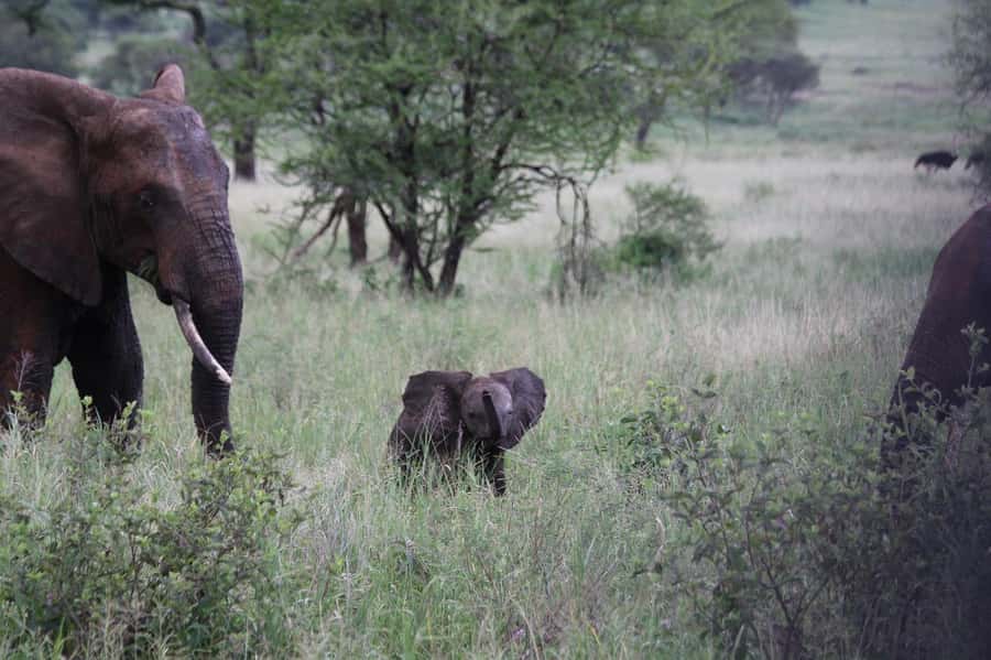 3-Days safari adventure to Mikumi N. Park from Dar-es-Salaam - Mikumi from Dar es Salaam: the southern safari shortcut
