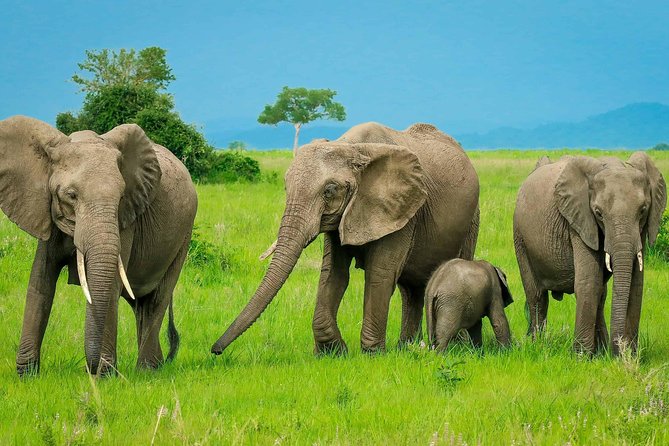 3 Days Safari at Mikumi National Park Southern circuit of Tanzania - Entering Mikumi: arrival at 1:00 p.m. and the value of resting animals