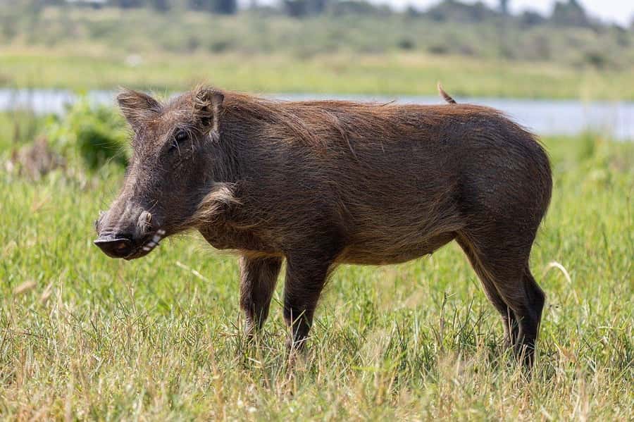 3-days safari from Dar-es-Salaam to Mikumi National Park - Key Highlights You’ll Feel From Day One