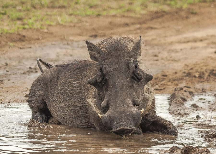 3-days safari from Dar-es-Salaam to Mikumi National Park - Mikumi National Park: A Practical Southern Safari Base