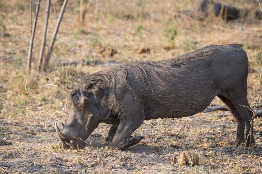 3-days safari from Dar-es-Salaam to Mikumi National Park - Day 2 Full-Day Game Drive: Where the Wildlife Time Comes From