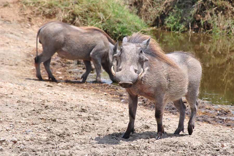 3-days safari from Dar-es-Salaam to Mikumi National Park - Price and Value: What You Get for $450 Per Person