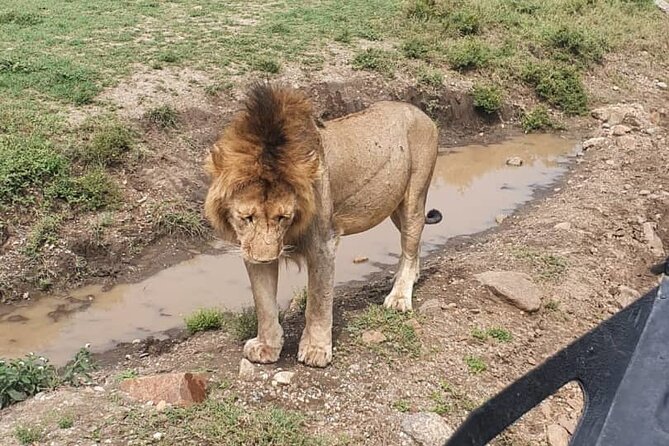 3 days safari in North- Ngorongoro, Tarangire, Mt. Oldeani - Olduvai Gorge Museum, where the story starts