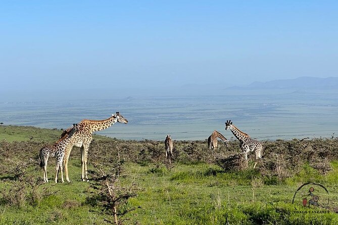 3 days safari in North- Ngorongoro, Tarangire, Mt. Oldeani - Tarangire National Park, elephants in a quieter rhythm
