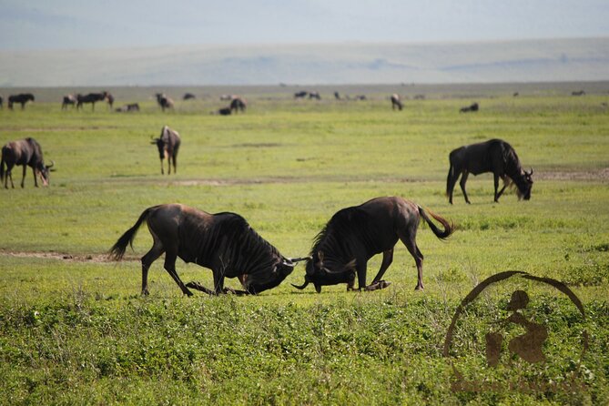 3 days safari in North- Ngorongoro, Tarangire, Mt. Oldeani - What’s actually included, and how it affects your day