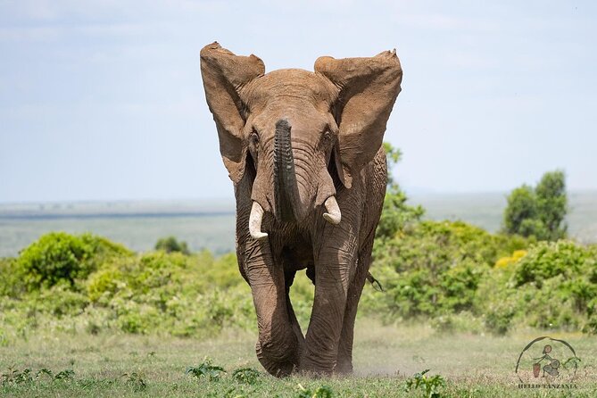 3 days safari in North- Ngorongoro, Tarangire, Mt. Oldeani - Price and logistics: getting what you pay for