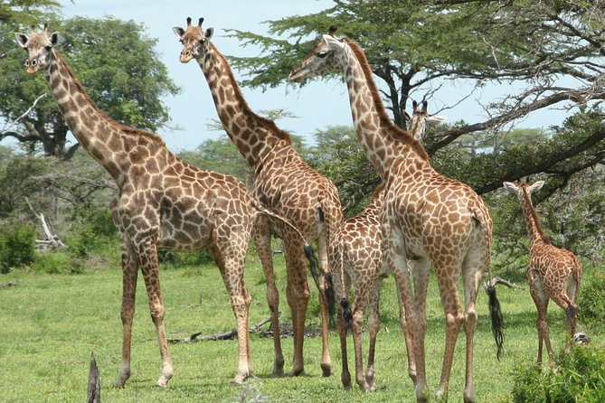 3 Days Safari - Mikumi National Park - Who this 3-day Mikumi safari fits best