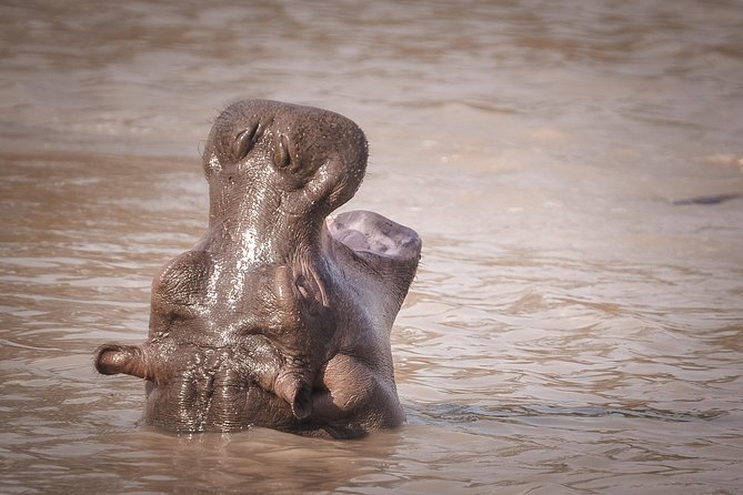 3 Days Safari - Mikumi National Park - Should you book this Mikumi 3-day safari?