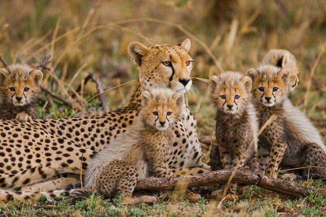 3 Days Safari Serengeti & Ngorongoro Crater - Day 2 Serengeti sunrise drives and an overnight at Simba campsite