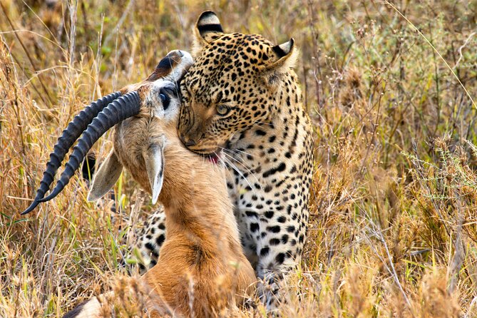 3 Days Safari Serengeti & Ngorongoro Crater - Day 3 Ngorongoro crater descent, black rhino searching, then back toward Arusha