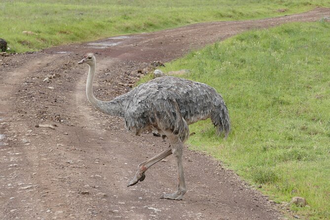 3 Days Safari Serengeti & Ngorongoro Crater - Camping setup and meals: what you actually get for “included”