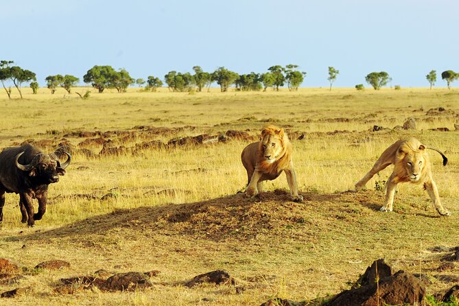 3 Days Safari Serengeti & Ngorongoro Crater - Guides and spotting skills: the difference between driving and hunting sightings