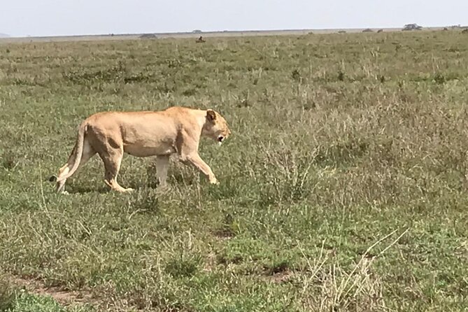 3 Days Safari Serengeti NP and Ngorongoro Crater - Why This 3-Day Serengeti and Ngorongoro Circuit Fits Real Life
