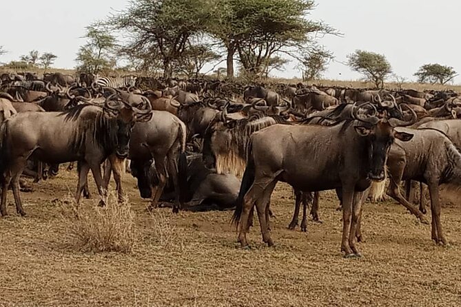 3 Days Safari Serengeti NP and Ngorongoro Crater - Simba Campsite night: what you gain by sleeping near the crater