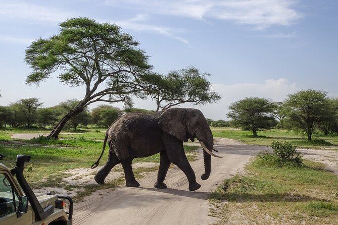 3 Days Safari Serengeti NP and Ngorongoro Crater - Day 3: Ngorongoro Crater descent and 6 hours on the floor