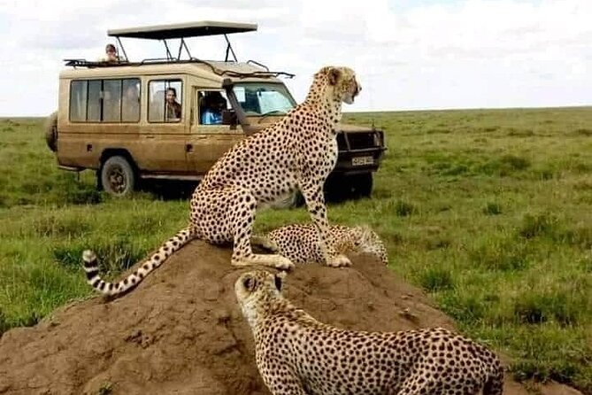3 Days Safari Serengeti NP and Ngorongoro Crater - Big Five hunting, with the honest expectations that keep you happy