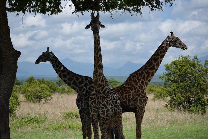 3 days safari to Mikumi and Udzungwa - Key things to know before you go