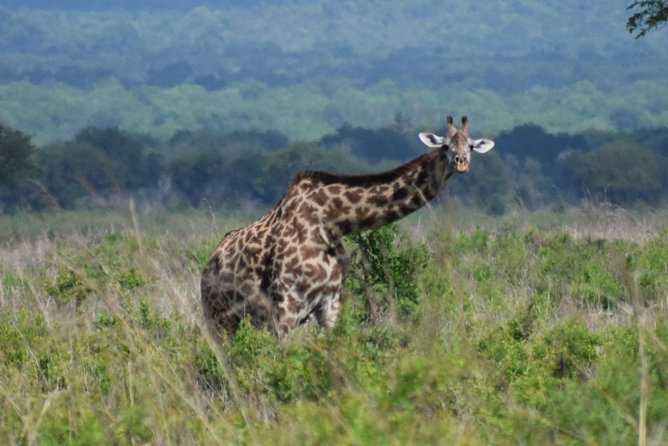 3 days safari to Mikumi and Udzungwa - Mikumi and Udzungwa in 3 days, what you really get