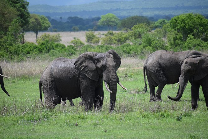 3 days safari to Mikumi and Udzungwa - Day 2 in Mikumi: full day game viewing, waterholes, and bird life