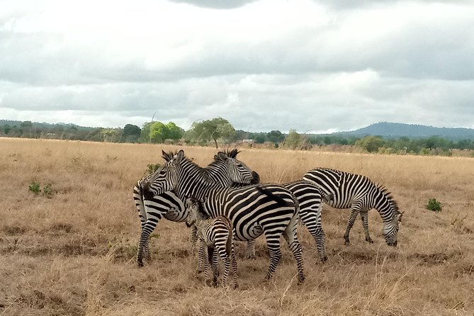 3 Days Safari to Mikumi NP - Accommodation Inside the Park - Key things to know before you go
